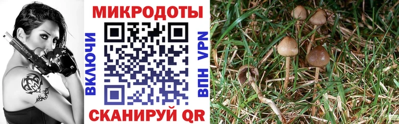Псилоцибиновые грибы мицелий  Севастополь 